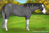 Horse Color:Unknown 