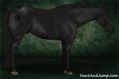 Horse Color: ERROR: UNKNOWN ANOMALY
