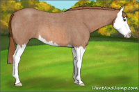 Horse Color:Red Roan Splash 