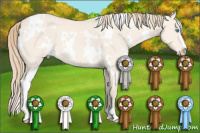 Horse Color:White Spotted Perlino Dun Sabino 