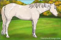 Horse Color:White Spotted Perlino Sabino 