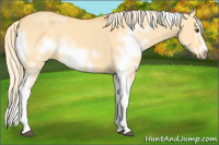 Horse Color:White Spotted Palomino Dun Splash Frame Rabicano