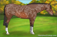 Horse Color:Bay Ice 