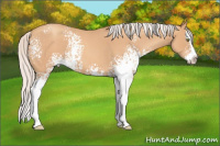 Horse Color:White Spotted Silver Amber Champagne Roan Splash
