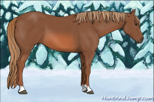 Horse Color: Liver Chestnut 