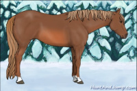 Horse Color:Liver Chestnut 