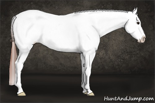 Horse Color: Bay Leopard 
