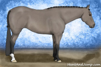Horse Color:Blue Roan 