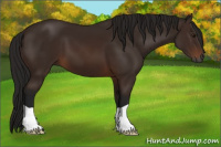 Horse Color:Gray Bay 