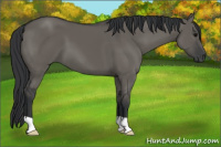 Horse Color:Grullo 