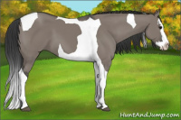 Horse Color:Grullo Splash Tobiano