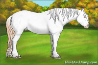 Horse Color:Gold Champagne Appaloosa