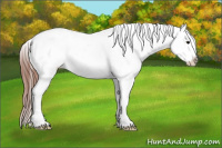 Horse Color:Blue Roan Appaloosa
