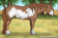 Horse Color:Red Roan Sabino Frame