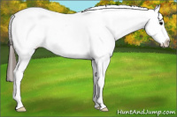 Horse Color:White Spotted Black Appaloosa 