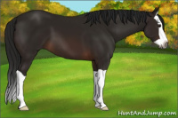 Horse Color:Gray Bay Splash