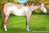 Horse Color:Red Dun Frame 