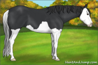 Horse Color:Black Splash