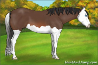 Horse Color:Bay Splash 