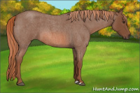 Horse Color:Liver Red Roan 