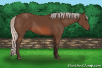 Horse Color:Silver Brown Sabino 