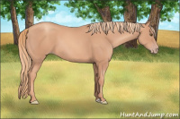 Horse Color:Gold Champagne