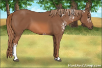Horse Color:White Spotted Liver Chestnut Sabino 