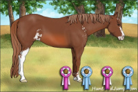 Horse Color:Liver Chestnut Sabino