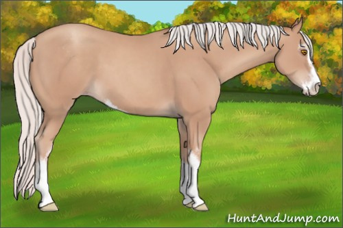 Horse Color: Silver Sable Champagne Sabino 