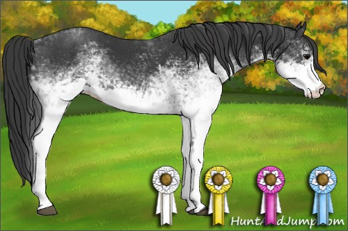 Horse Color: Unknown 
