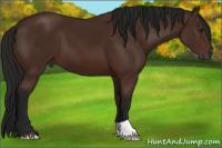 Horse Color:Gray Bay 