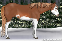 Horse Color:Liver Chestnut Splash Frame 