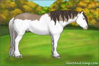 Horse Color:Classic Champagne Splash