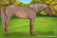 Horse Color:Liver Red Roan 