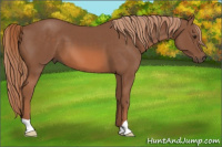 Horse Color:Liver Chestnut 