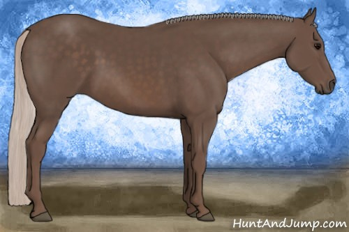 Horse Color: Silver Black Sabino 