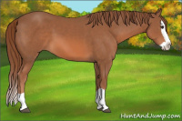 Horse Color:Liver Chestnut Splash 