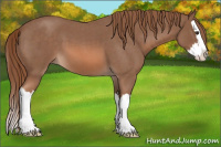 Horse Color:Red Roan Splash 