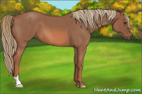 Horse Color:Liver Red Roan 