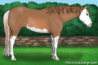 Horse Color:Chestnut Splash 
