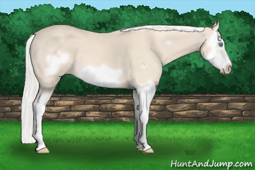 Horse Color: Silver Perlino Splash Frame 