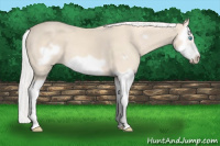 Horse Color:Silver Perlino Splash Frame