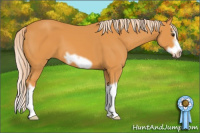 Horse Color:Palomino Splash Frame 