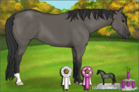 Horse Color:Grullo 