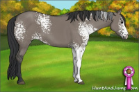 Horse Color:White Spotted Grullo