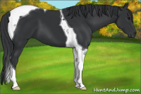 Horse Color:Black Tobiano 