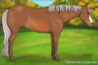 Horse Color:Silver Bay Splash Frame 