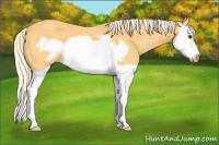 Horse Color:Palomino Splash Frame 