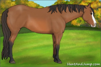 Horse Color:Bay Splash 