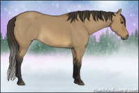Horse Color:Buckskin Dun 